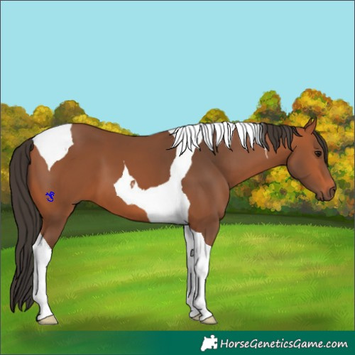 Horse Color:Bay Tobiano 