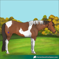 Horse Color:Bay Tobiano