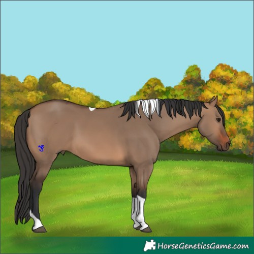 Horse Color:Brown Dun Tobiano 