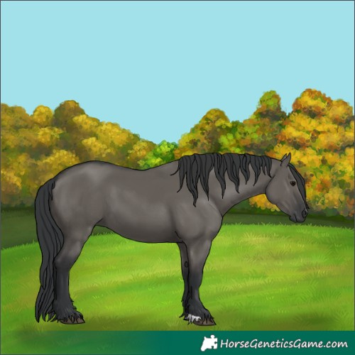 Horse Color:Unknown 