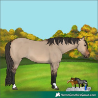 Horse Color:Bay Dun 
