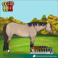 Horse Color:Bay Dun 