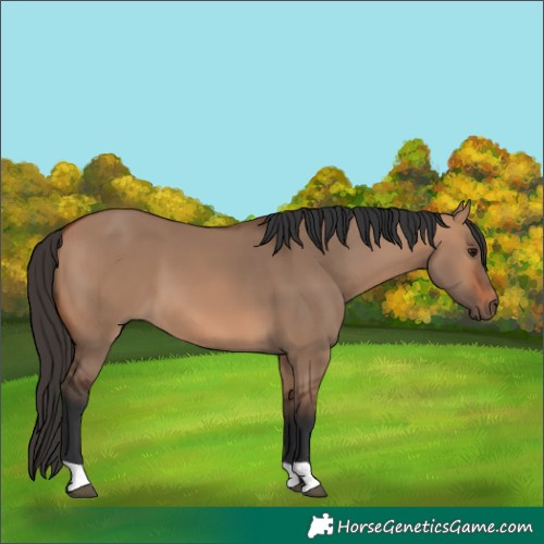Horse Color:Bay Dun