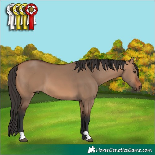 Horse Color:Bay Dun 