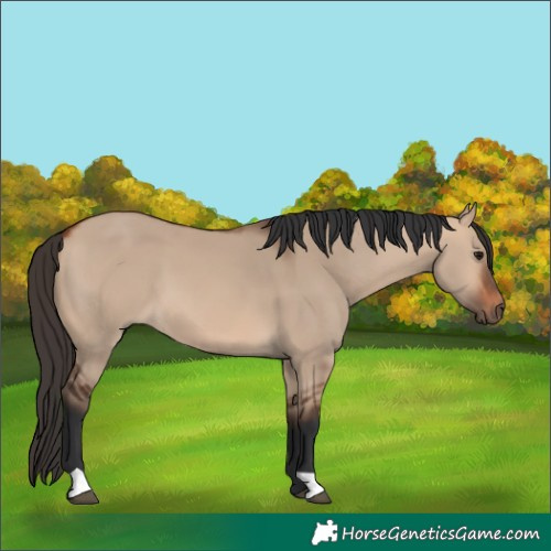 Horse Color:Bay Dun 