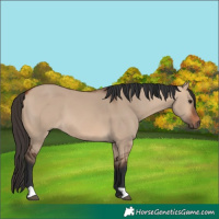 Horse Color:Bay Dun