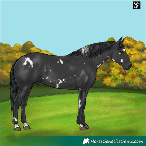 Horse Color:White Spotted Black 