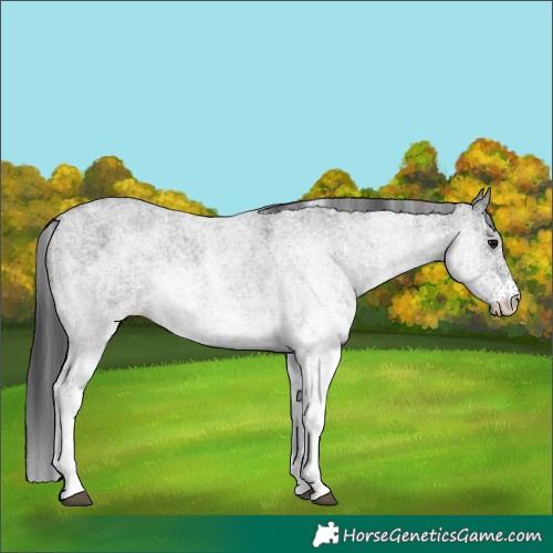 Horse Color:White Spotted Blue Roan 