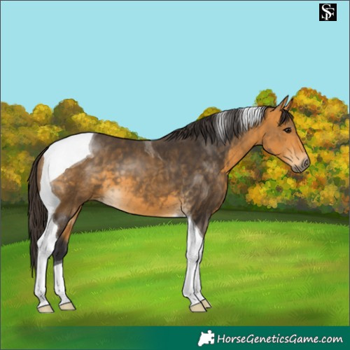 Horse Color:Buckskin Tobiano 