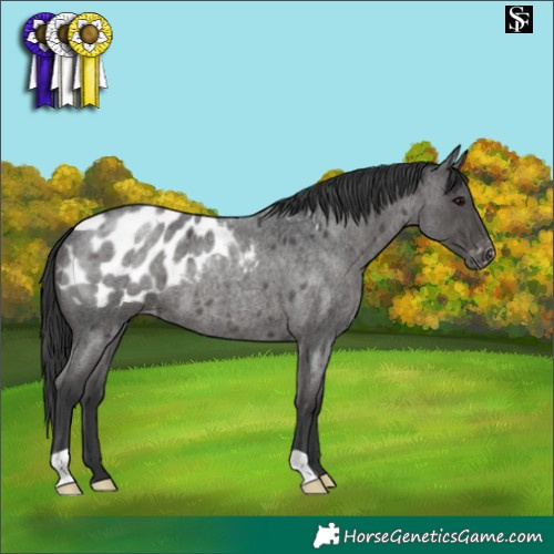 Horse Color:Blue Roan Appaloosa