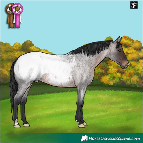 Horse Color:Brown Roan Snowcap 