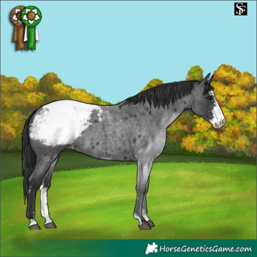 Horse Color:Blue Roan Sabino Snowcap 