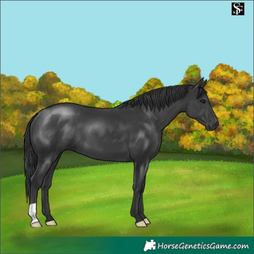 Horse Color:Black 