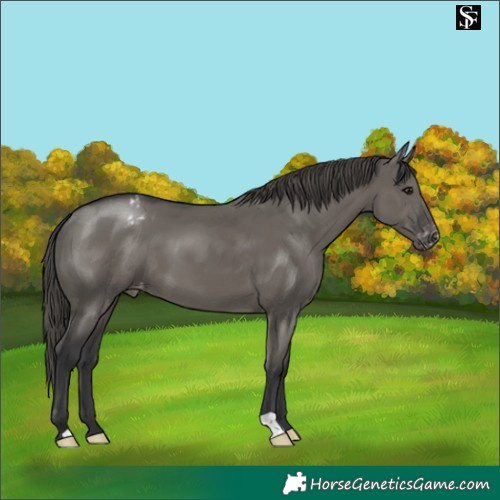 Horse Color:Grullo Appaloosa 