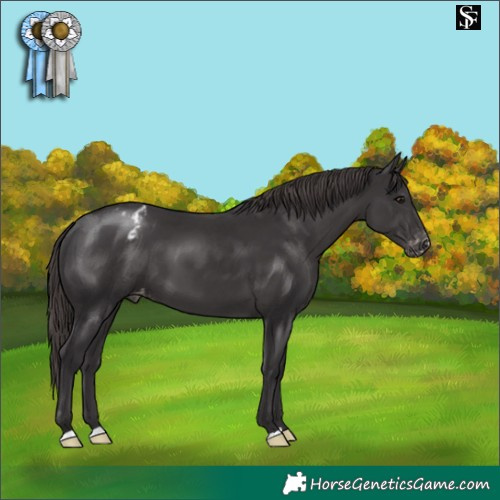 Horse Color:Smoky Black Appaloosa 