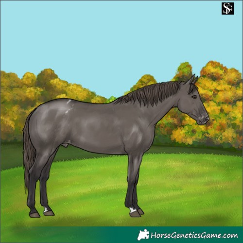 Horse Color:Smoky Grullo Appaloosa 
