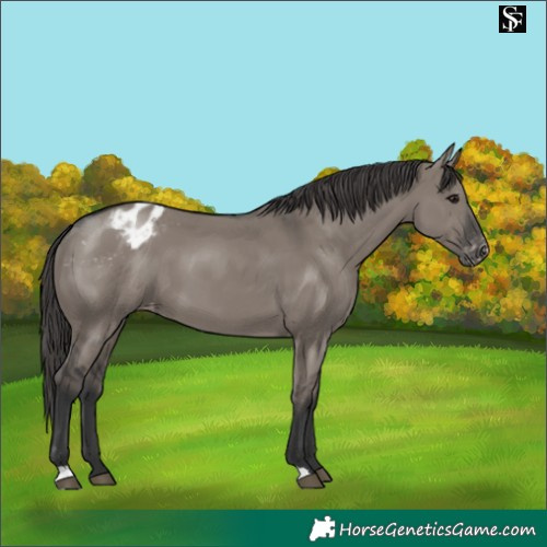 Horse Color:Grullo Appaloosa 