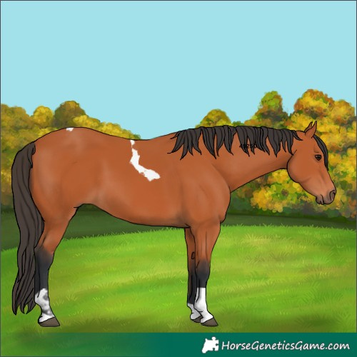Horse Color:Bay Tobiano
