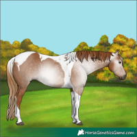 Horse Color:Gray Chestnut Tobiano 