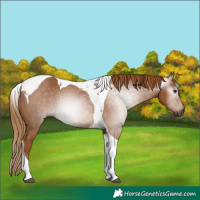 Horse Color:Gray Chestnut Tobiano 