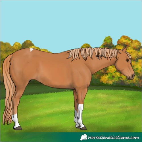 Horse Color:Chestnut Tobiano