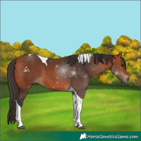 Horse Color:Bay Tobiano 