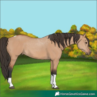 Horse Color:Bay Dun Tobiano