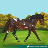 Horse Color:White Spotted Bay Rabicano 