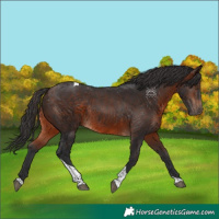 Horse Color:Brown Tobiano Rabicano 