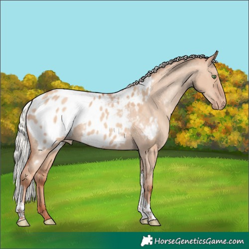 Horse Color:Silver Classic Champagne Dun Tobiano Appaloosa Rabicano 