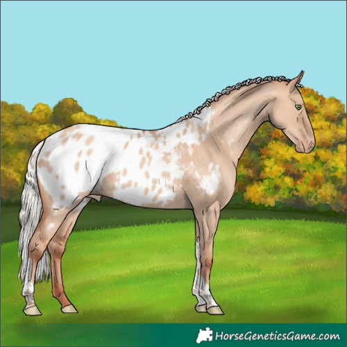 Horse Color:Silver Classic Champagne Dun Tobiano Appaloosa Rabicano