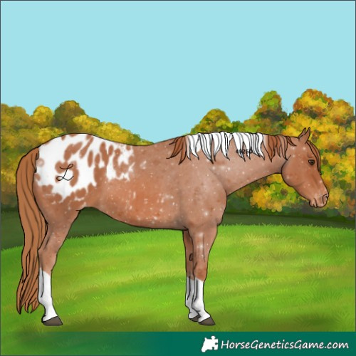 Horse Color:Chestnut Tobiano Appaloosa 
