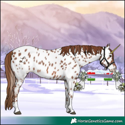Horse Color:Chestnut Tobiano Appaloosa