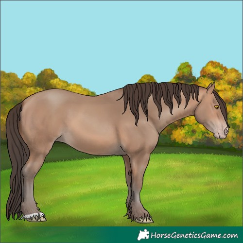 Horse Color:Amber Champagne 