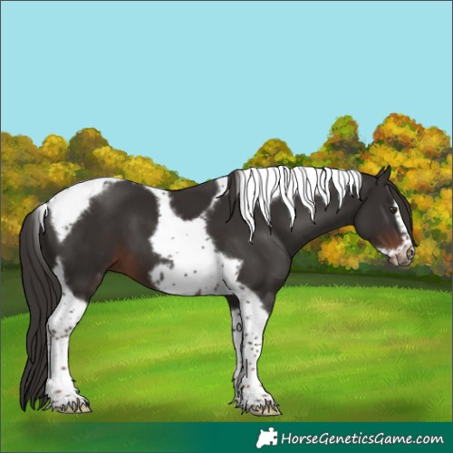 Horse Color:Liver Chestnut Tobiano Frame 