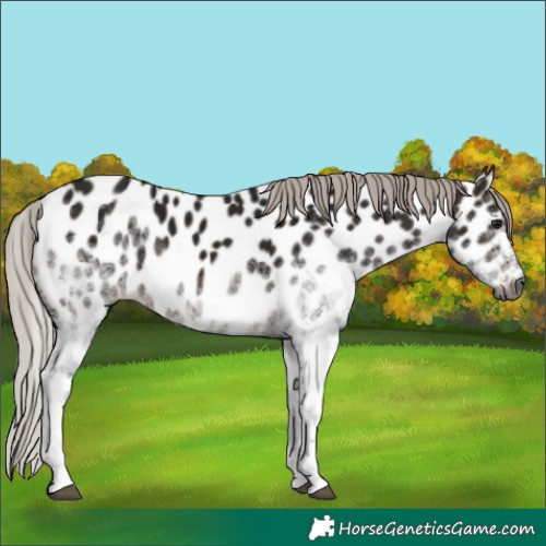 Horse Color:Gray White Spotted Silver Brown Near Leopard