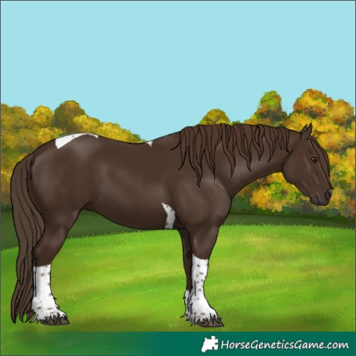 Horse Color:Liver Chestnut Tobiano
