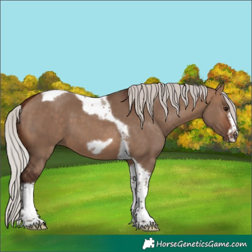Horse Color:Silver Brown Dun Tobiano Frame