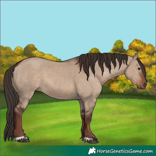 Horse Color:Liver Red Dun 
