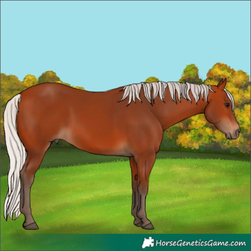 Horse Color:Silver Bay 