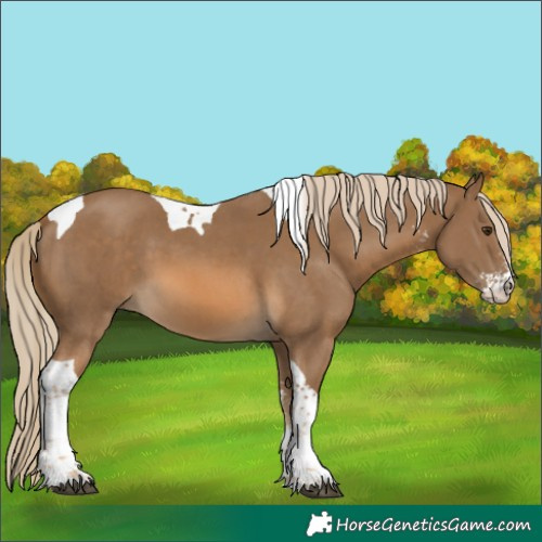 Horse Color:Chocolate Palomino Sabino Tobiano 