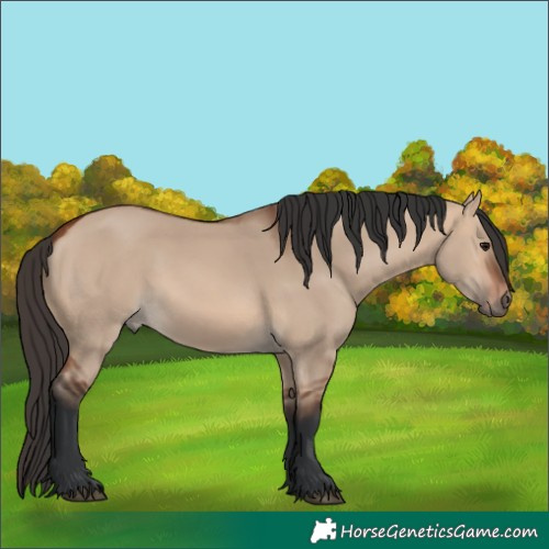 Horse Color:Bay Dun 