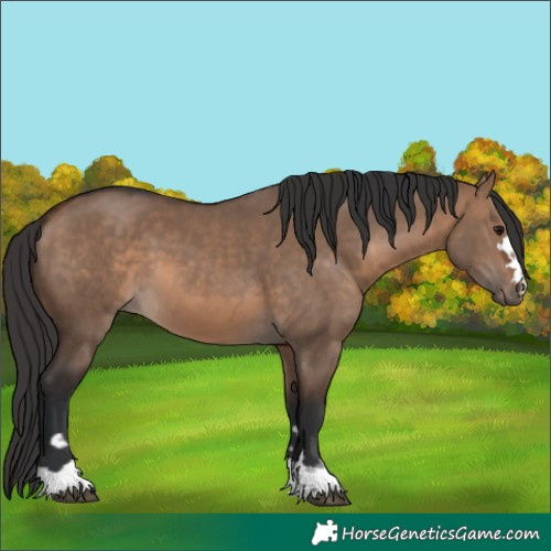 Horse Color:Brown Dun