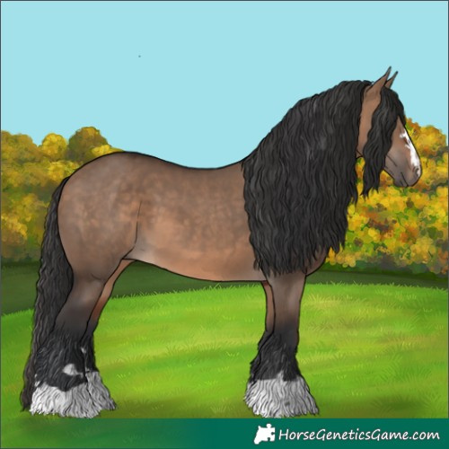 Horse Color:Brown Dun 