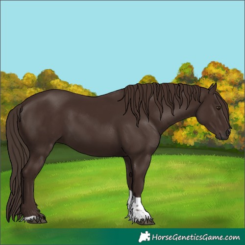 Horse Color:Liver Chestnut Tobiano 