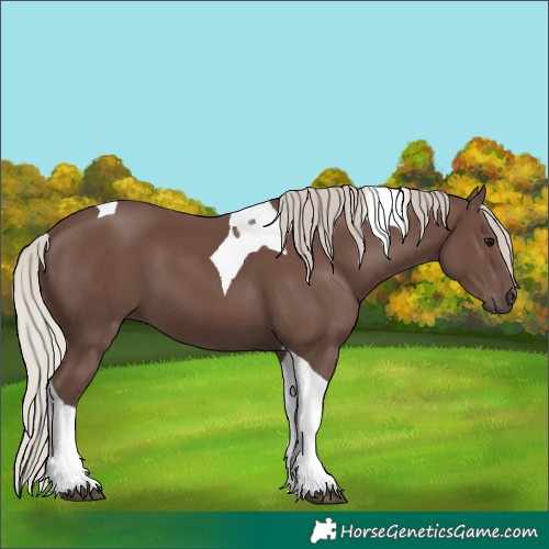 Horse Color:Silver Black Tobiano 