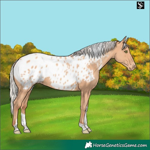 Horse Color:Silver Amber Champagne Tobiano Blanket 