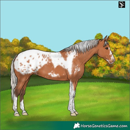 Horse Color:Silver Bay Tobiano Frame Blanket 