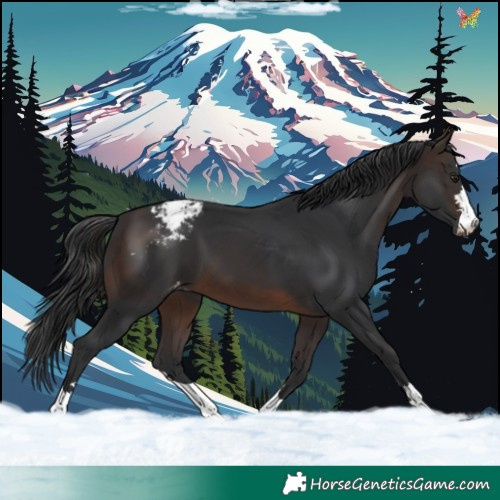 Horse Color:Brown Snowcap 