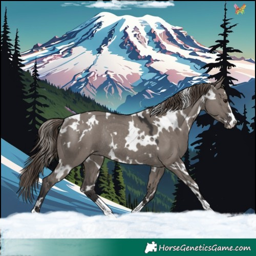 Horse Color:White Spotted Smoky Grullo Varnish Rabicano 